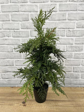 Load image into Gallery viewer, 19.5" Potted Northern White Cedar Tree