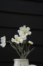 Load image into Gallery viewer, White Cosmos Spray