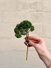 Load image into Gallery viewer, Green Sedum Pick Fresh Touch