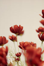 Load image into Gallery viewer, Rust Red Calliopsis Spray