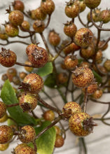 Load image into Gallery viewer, Fall Berry Bundle
