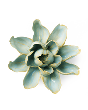 Load image into Gallery viewer, Robin's Egg Blue Aurora Water Lily | CHIVE