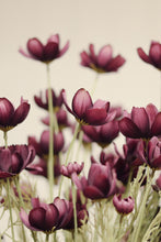 Load image into Gallery viewer, Deep Purple Calliopsis Spray