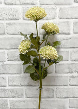 Load image into Gallery viewer, Cream Scabious Spray