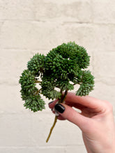 Load image into Gallery viewer, Green Sedum Pick Fresh Touch