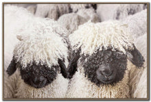 Load image into Gallery viewer, Woolly Companions *in store pickup only