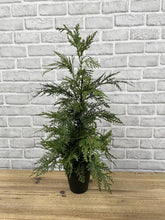 Load image into Gallery viewer, 19.5" Potted Northern White Cedar Tree