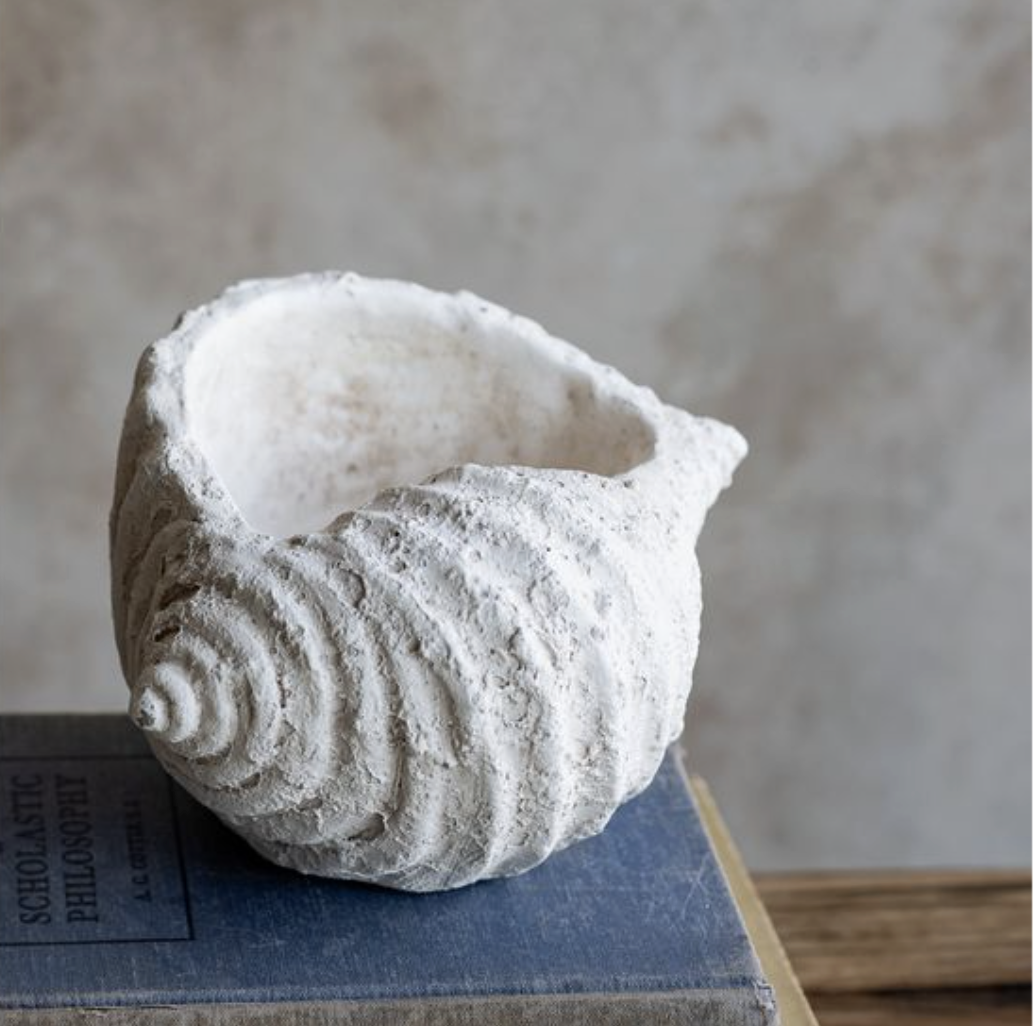 White Weathered Conch Shell – Beach Grove Cafe & Boutique