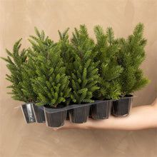 Load image into Gallery viewer, Mini Cedar Trees