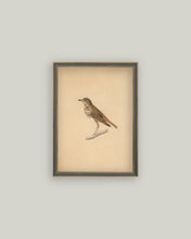 Load image into Gallery viewer, Bird Framed Antique Art