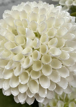 Load image into Gallery viewer, White Honey Comb Bundle