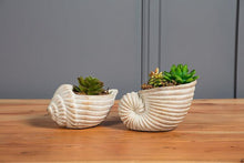 Load image into Gallery viewer, Small Conch Planter