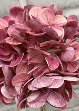Load image into Gallery viewer, Rose Fresh Touch Hydrangea