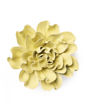 Load image into Gallery viewer, Lime Yellow Lakspur |CHIVE