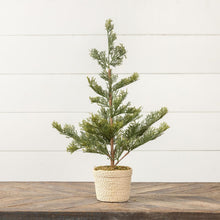 Load image into Gallery viewer, Pine Tree with Braided Pot