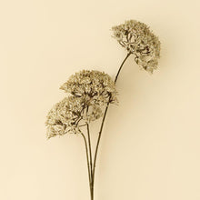 Load image into Gallery viewer, Queen Anne's Lace Spray